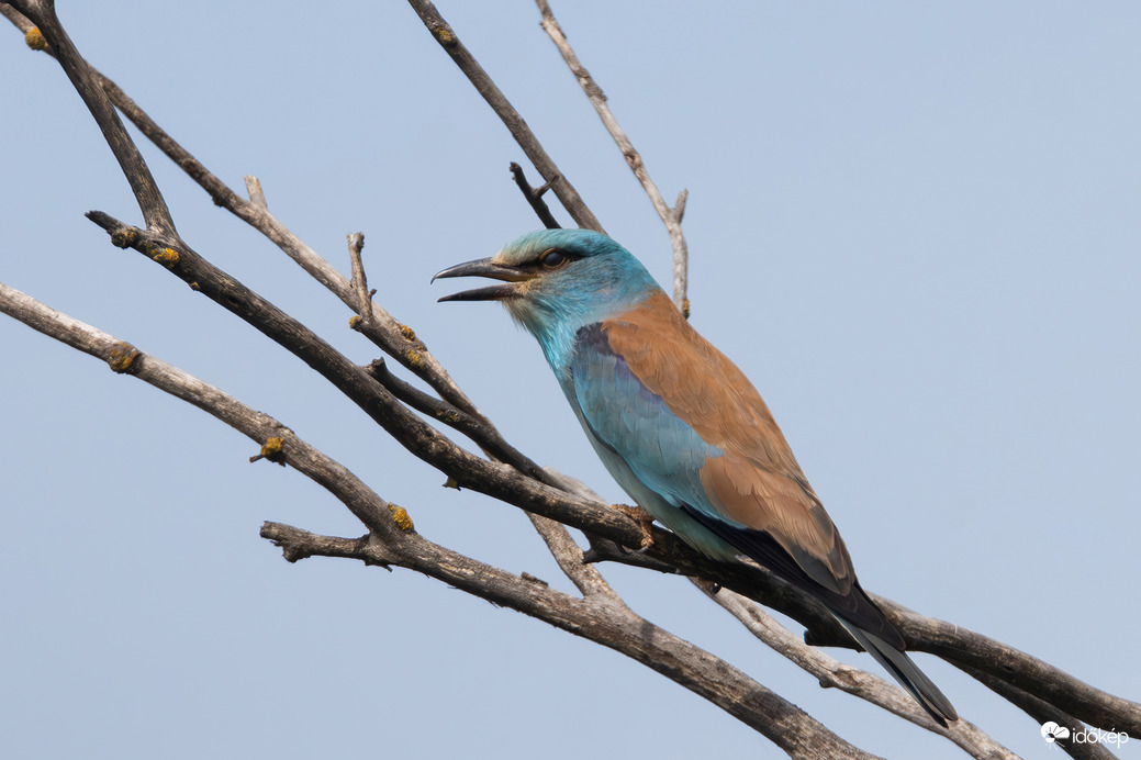 Bekékülő ágak...