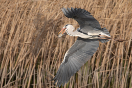 Az apaji pontyhorgász...