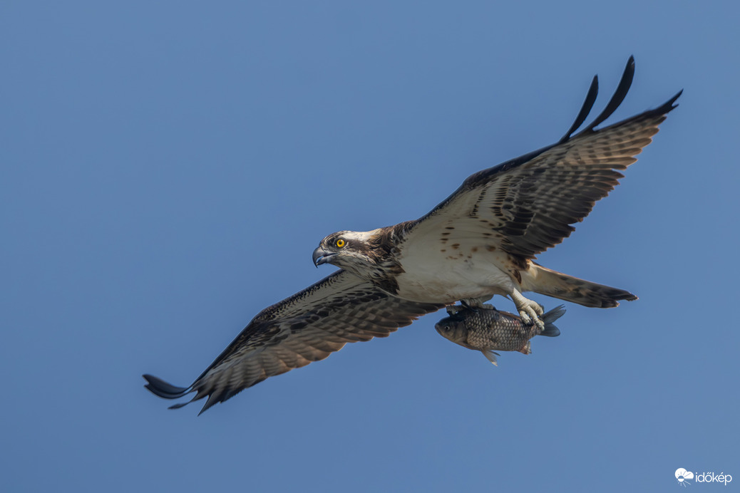 Az öreg halász és a ponty...