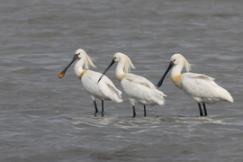 Frizura bemutató...