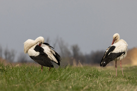 Tollászkodás a hosszú út után