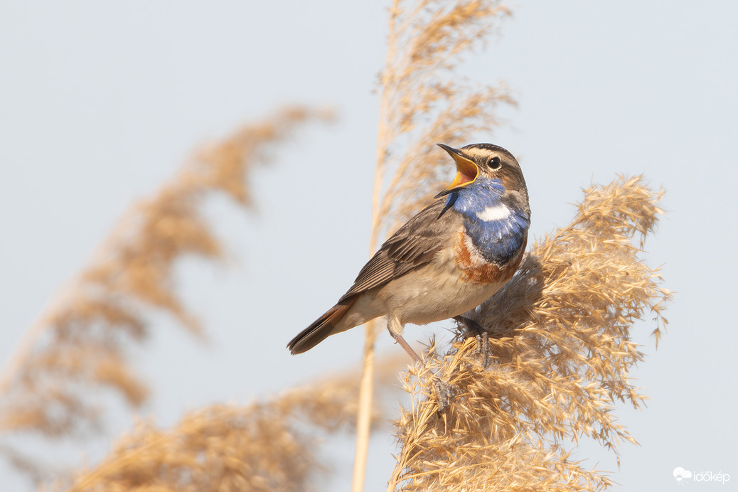 Teljes hangerővel...