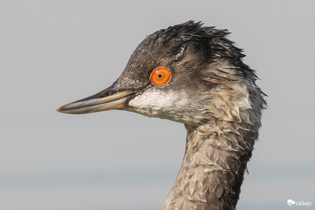 Vízes lett a buksim...