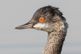 Vízes lett a buksim...