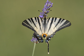 Egykardos lepke