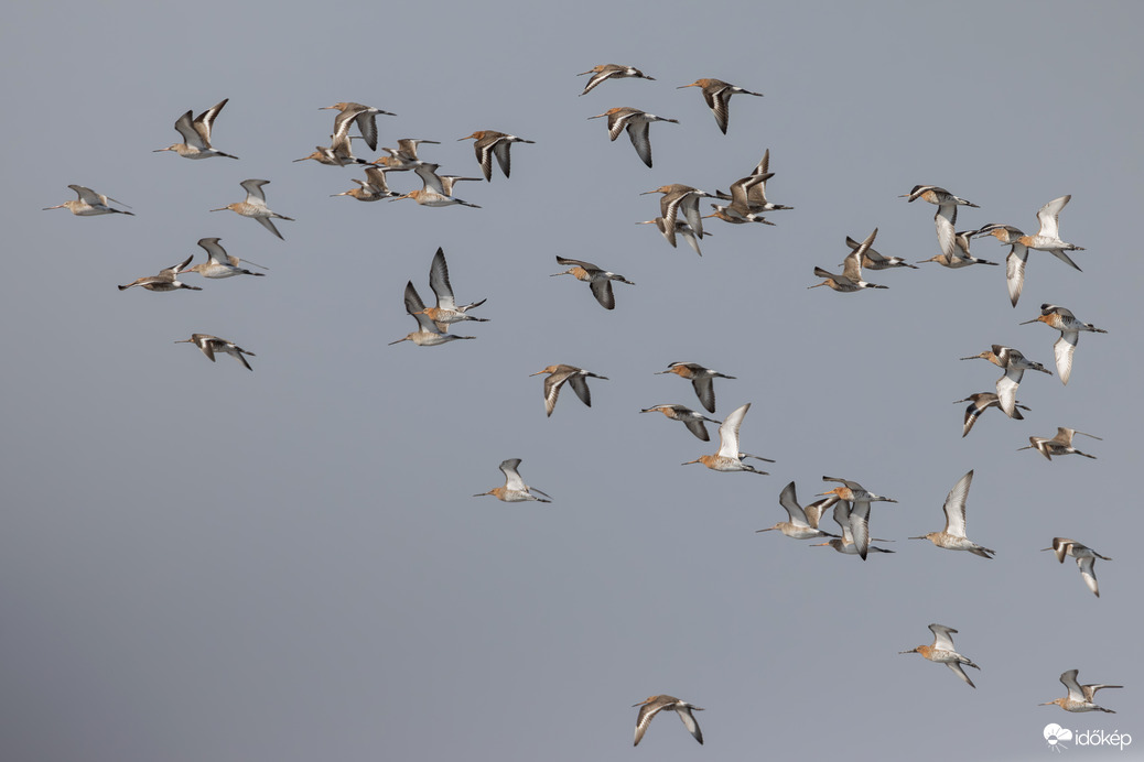 Pinokkió alakulat...