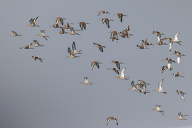 Pinokkió alakulat...