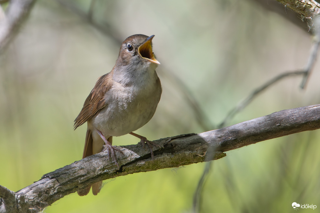 Csendháborítás éjjel-nappal, de ennek örülünk...