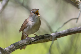 Csendháborítás éjjel-nappal, de ennek örülünk...