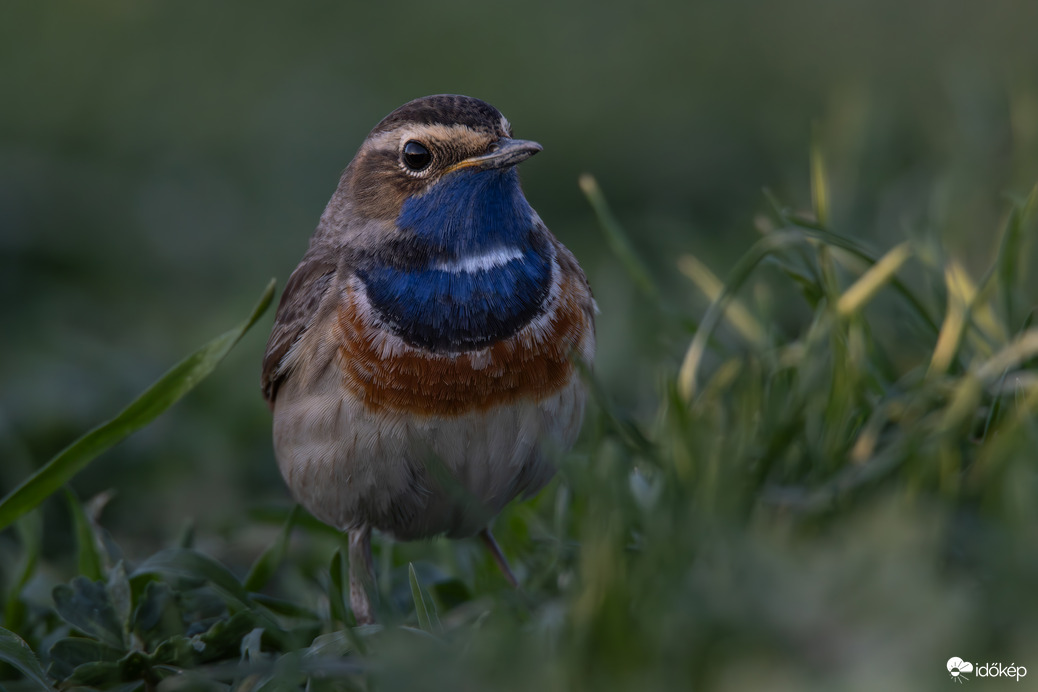 A szemében tűnt el a nap...