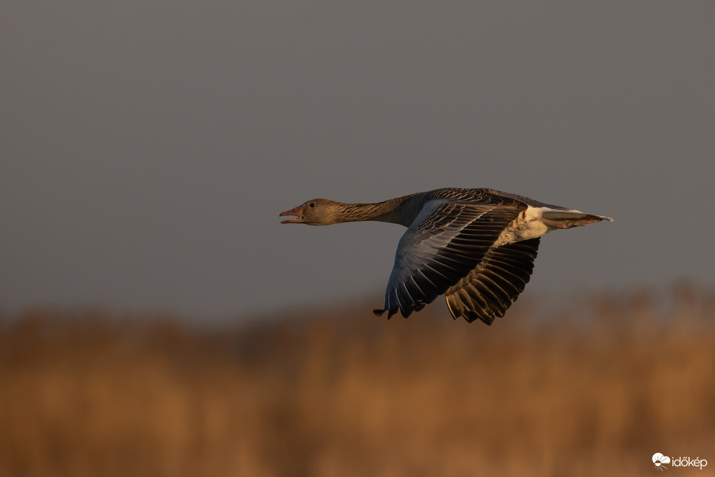 Esti fényben suhanó
