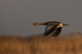 Esti fényben suhanó