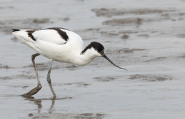 Pocsolyába léptem, sáros lett az új cipőm