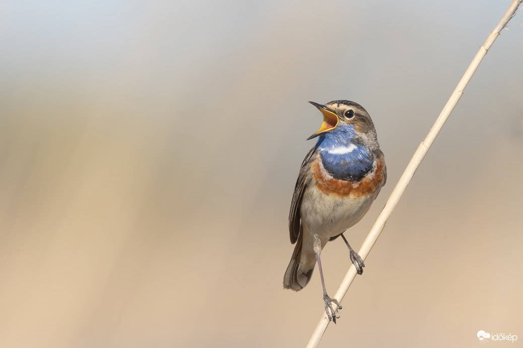 Dalos volt a kedve...