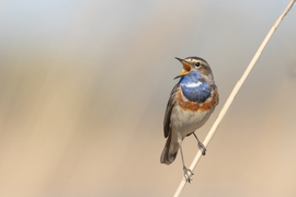 Dalos volt a kedve...