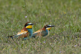 Ezek után hogy megyünk haza költeni? Hát gondolom nem gyalog... Ez biztos?