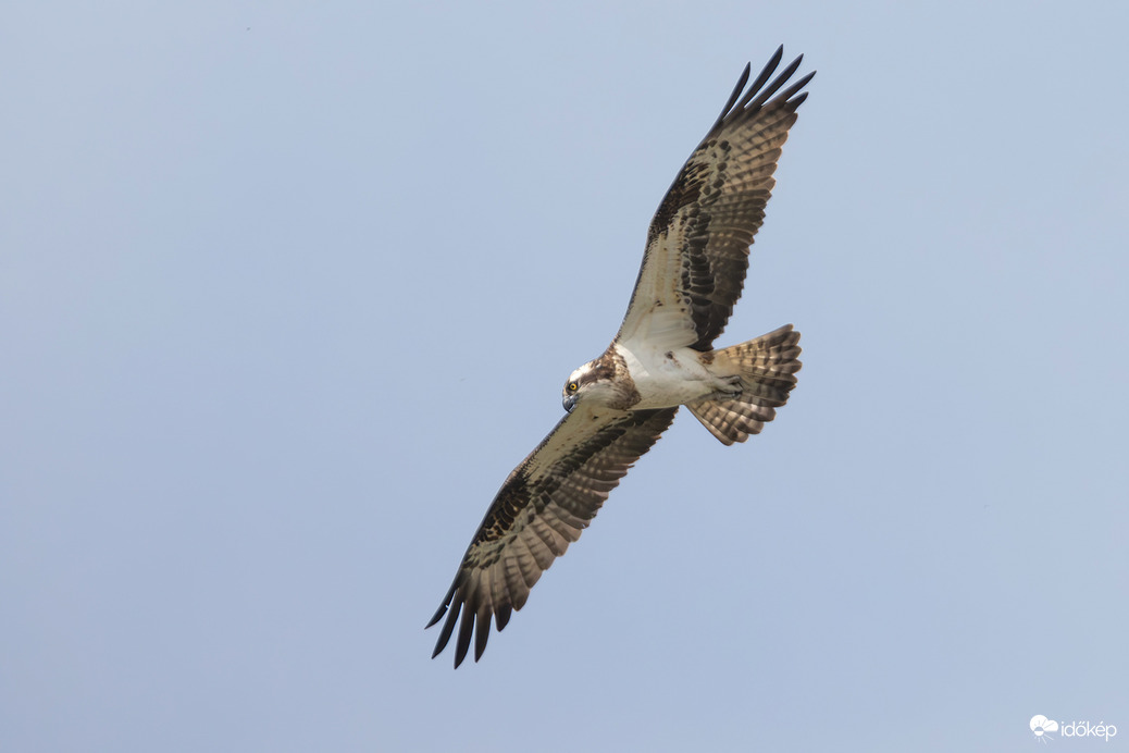 Felderítő repülés...