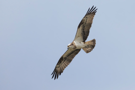 Felderítő repülés...