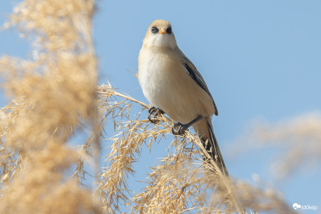 Ha a rossz gyerekek verekednek, monoklisok lesznek...