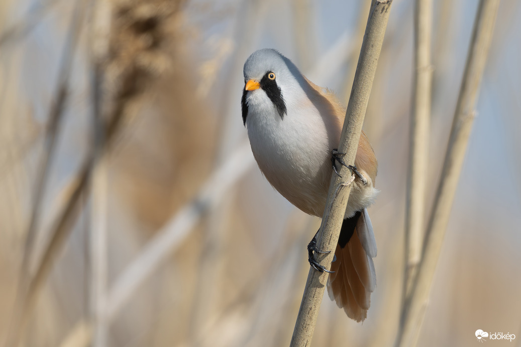 Meg kéne pödörni a bajszát...