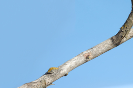 Tegnap végre sikerült egy fotót készítenem a pusztai átlátszó héjáról.