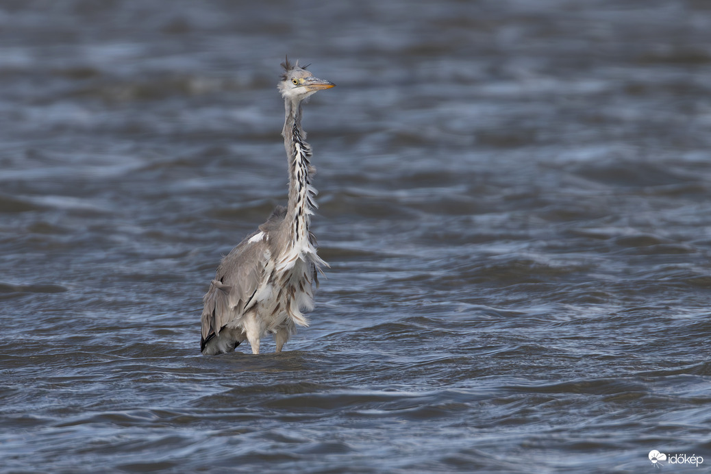 Fotós barátom, mondd meg nékem, ki a legszebb a vidéken?