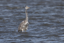 Fotós barátom, mondd meg nékem, ki a legszebb a vidéken?