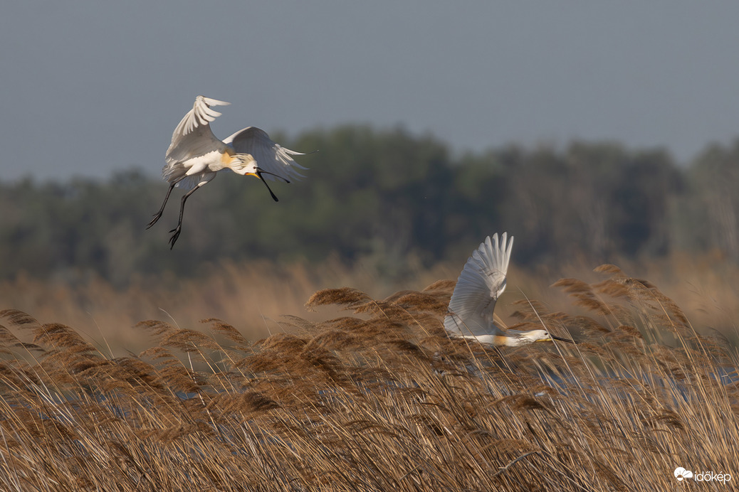 Elkaplak, megfoglak, megeszlek!!!