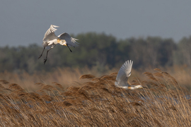 Elkaplak, megfoglak, megeszlek!!!