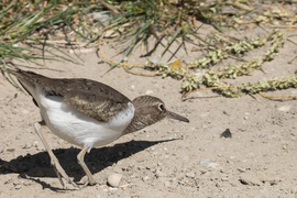 Itt az új Actitis hypoleucos légyfogó