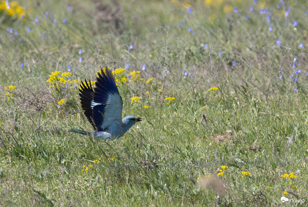 Virágos rét = éléskamra