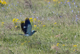Virágos rét = éléskamra