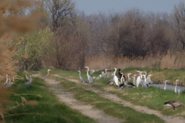 Homályos kép nincs...
