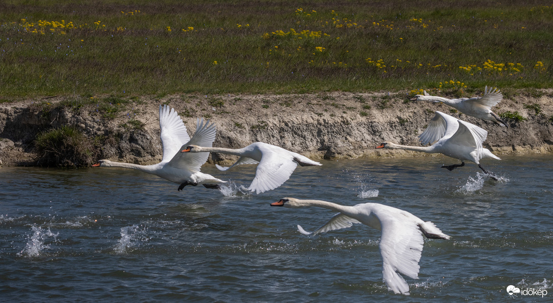 Cygnus Olor Szuper Kupa