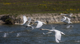 Cygnus Olor Szuper Kupa