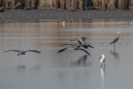 Mik ezek a szürke öltönyösök?!?