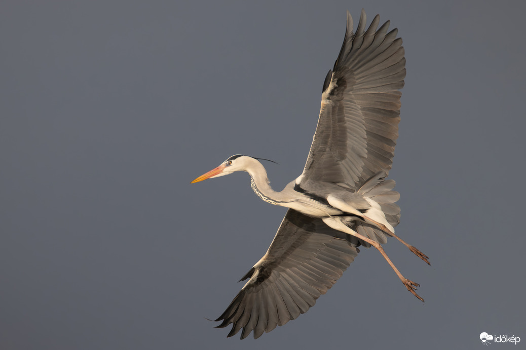 Szárny bemutató...