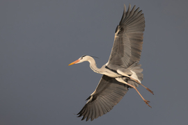 Szárny bemutató...