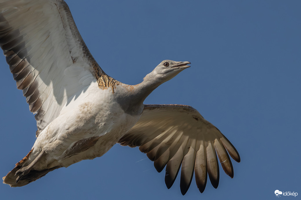 Akkora melák, hogy kilóg a képből...