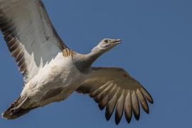Akkora melák, hogy kilóg a képből...