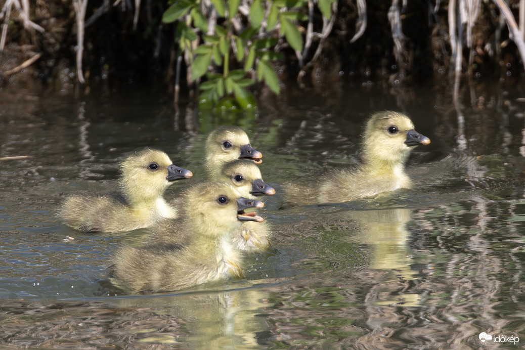 Épphogy kikeltek, de már be nem áll a csőrük...