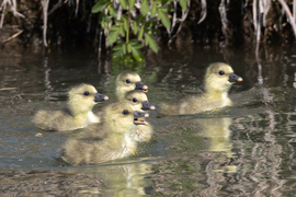 Épphogy kikeltek, de már be nem áll a csőrük...