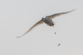 Amikor a B52 ledobja a ballisztikus biobombákat...