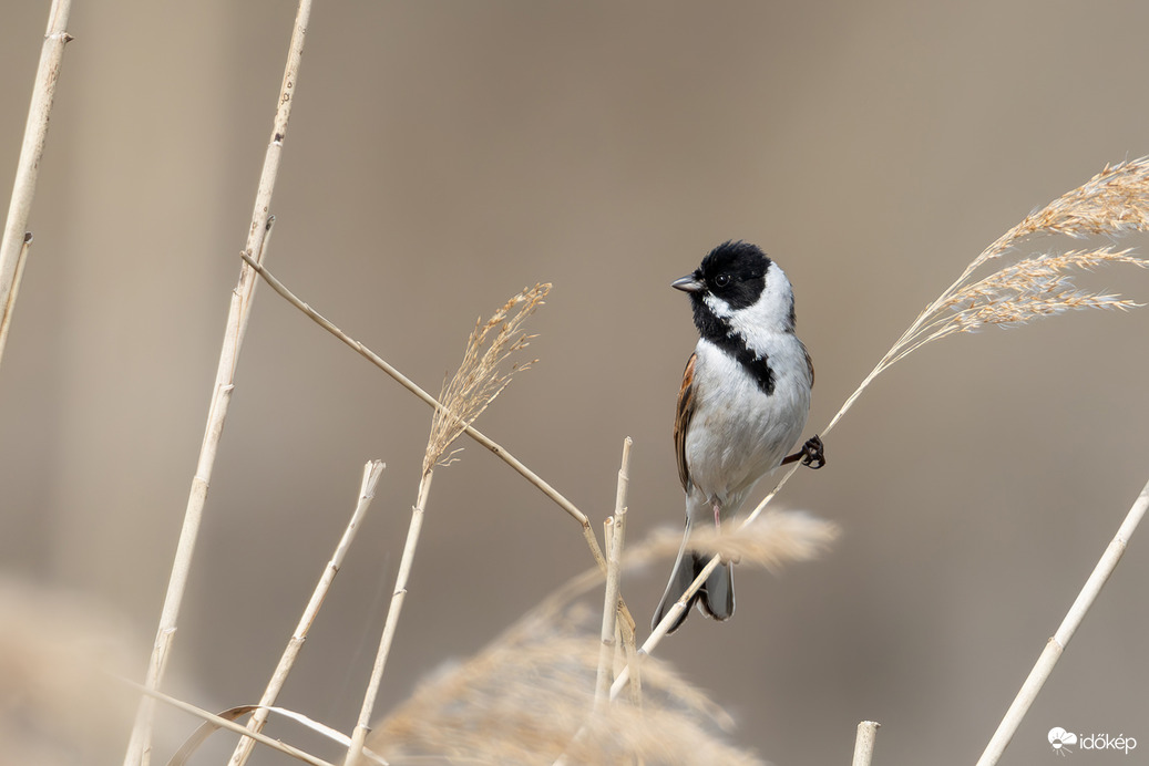 Sál és sapka még ajánlott!