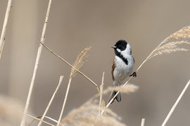 Sál és sapka még ajánlott!