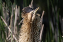 Két hónapja fúj a szél...