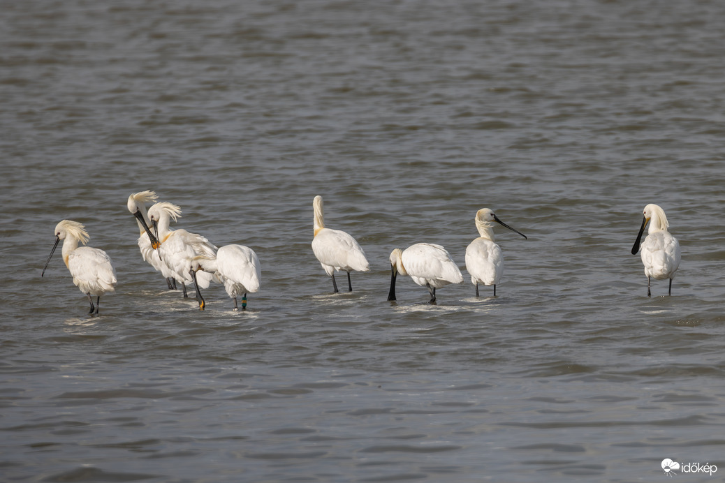 Nincs is jobb mint egy kanalasgém... Ja de, nyolc kanalasgém