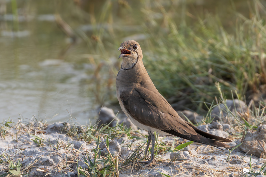 A nevem Csér, Székicsér.