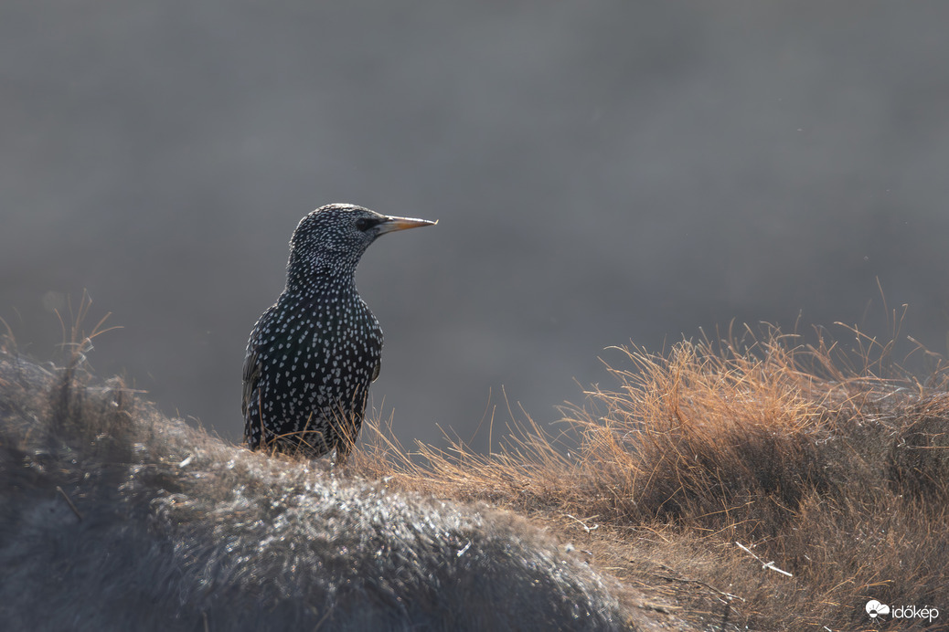 Seregélyes bivalyhát...