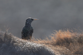 Seregélyes bivalyhát...